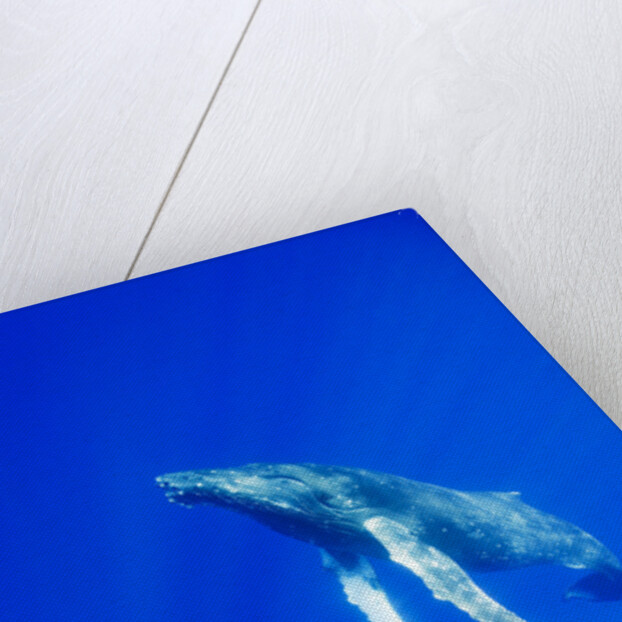 Humpback Whale Underwater by Anonymous