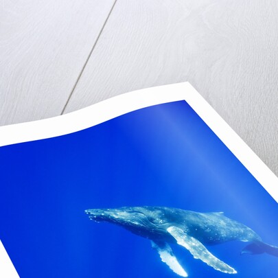 Humpback Whale Underwater by Anonymous
