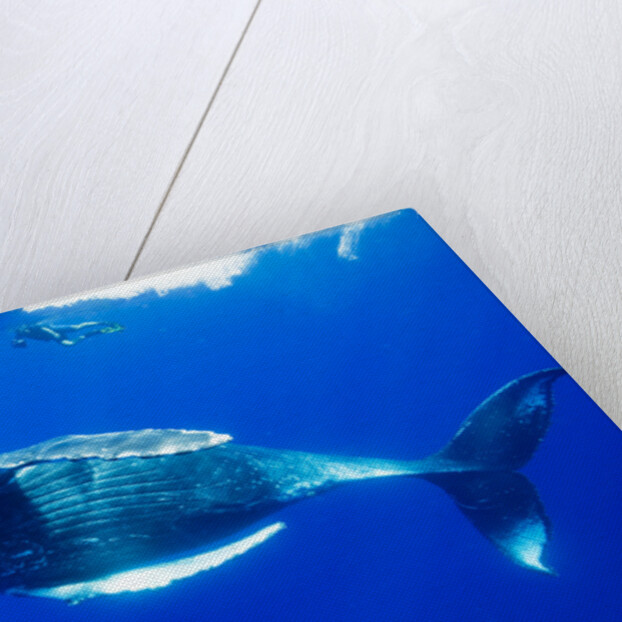 Snorkeler Swimming Above Humpback Whale by Anonymous