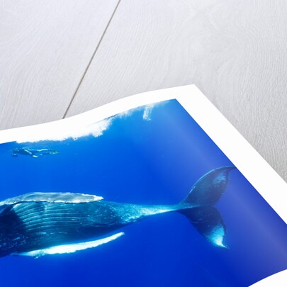 Snorkeler Swimming Above Humpback Whale by Anonymous