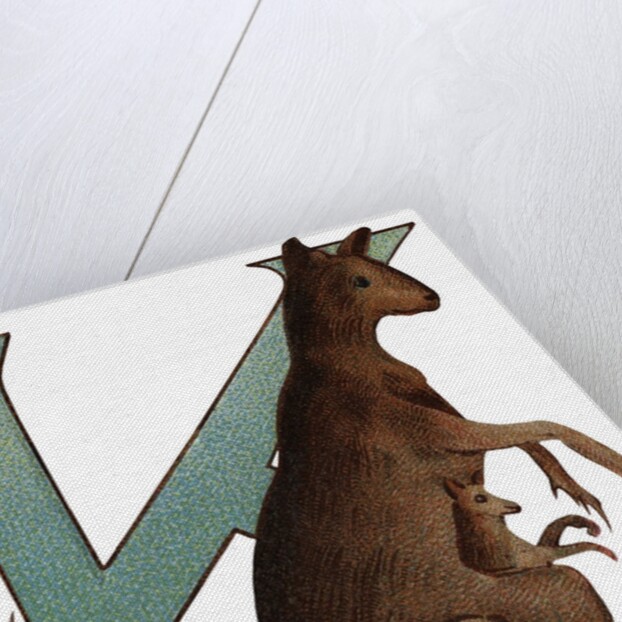 K Is For Kangaroo Illustration by Anonymous