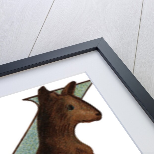 K Is For Kangaroo Illustration by Anonymous