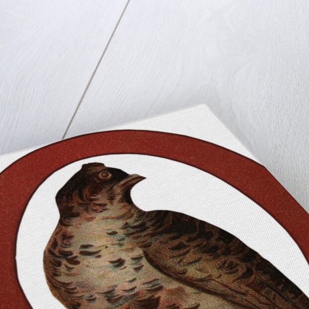 Q Is For Quail Illustration by Anonymous
