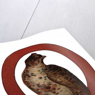 Q Is For Quail Illustration by Anonymous
