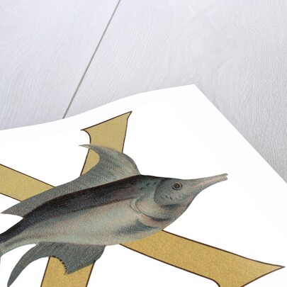 X Is For X-Ray Fish Illustration by Anonymous