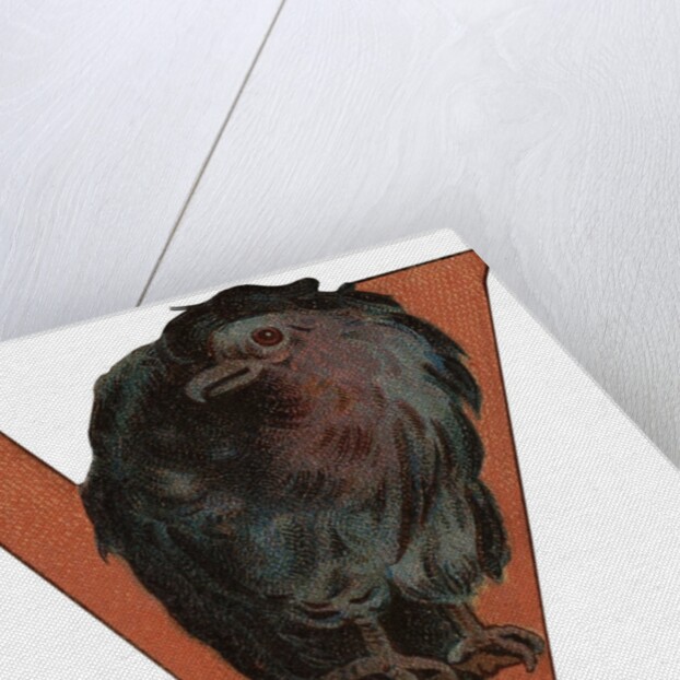 V Is For Vulture Illustration by Anonymous