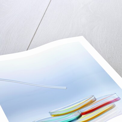 Petri Dishes by Anonymous