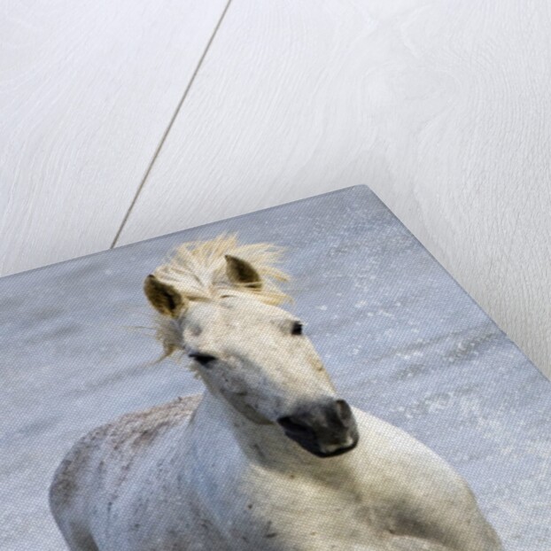 Camargue Horse Running in Water by Anonymous