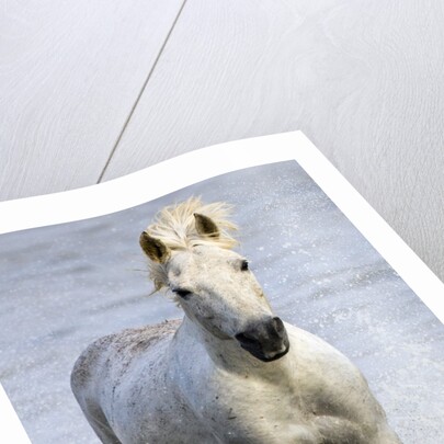 Camargue Horse Running in Water by Anonymous