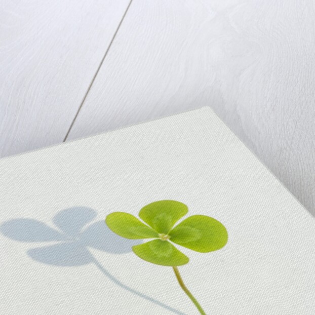 Four Leaf Clover by Anonymous