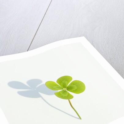 Four Leaf Clover by Anonymous