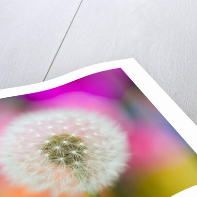 Dandelion Seed Head by Anonymous