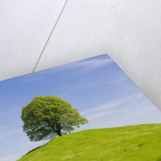 Lime Tree on Grassy Hill by Anonymous