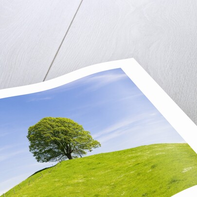 Lime Tree on Grassy Hill by Anonymous