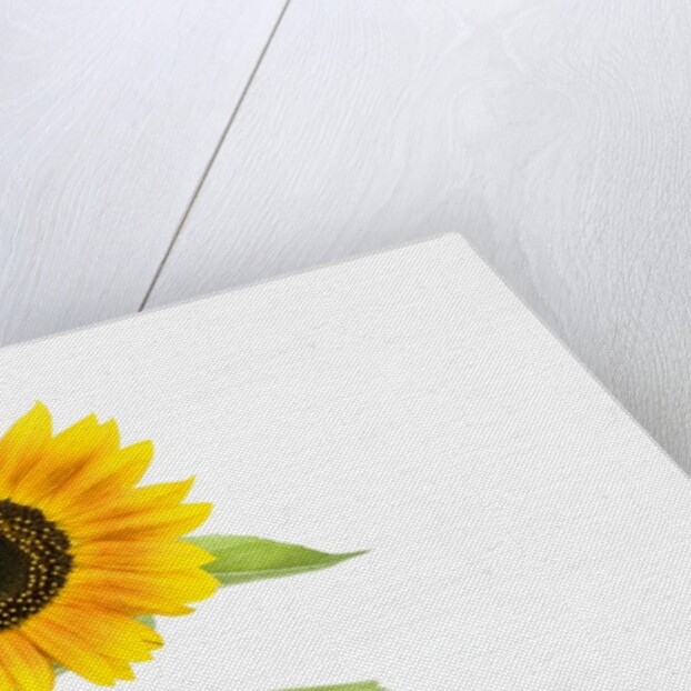 Sunflower by Anonymous