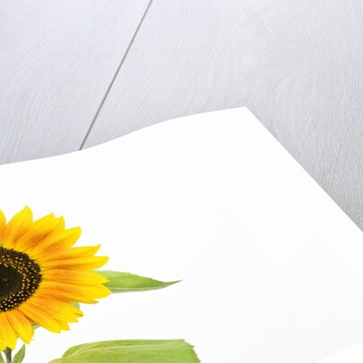 Sunflower by Anonymous