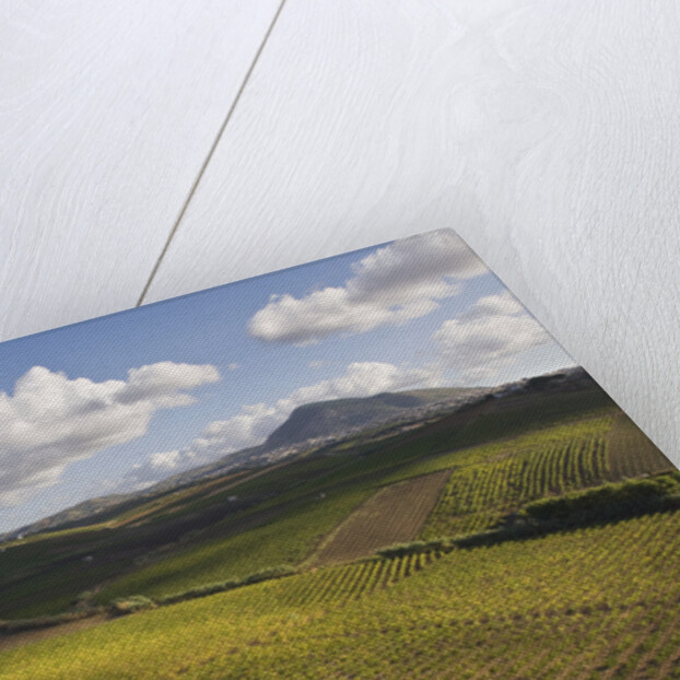 Vineyards Near Partinico on Sicily by Anonymous