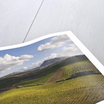 Vineyards Near Partinico on Sicily by Anonymous