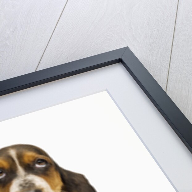 Basset Hound Puppy by Anonymous