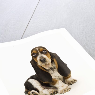 Basset Hound Puppy by Anonymous