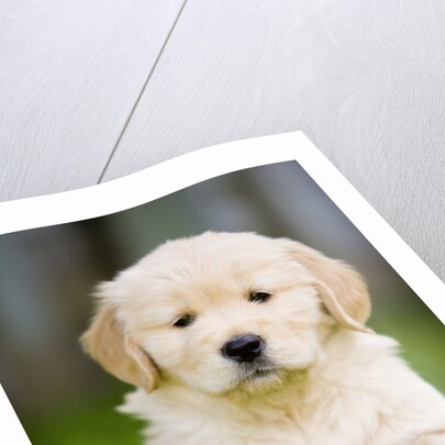 Golden Retriever Puppy by Anonymous
