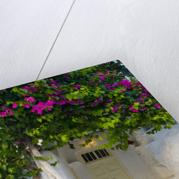 Storefront with Colorful Bougainvillea by Anonymous