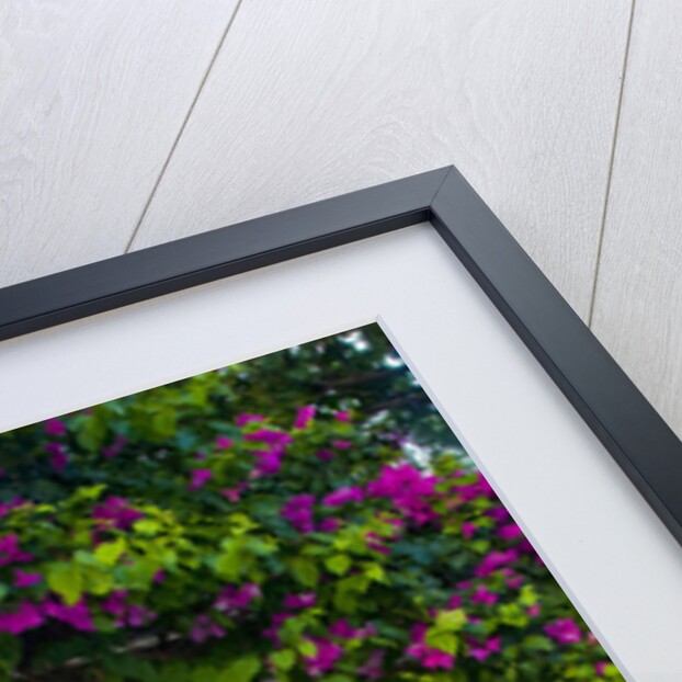 Storefront with Colorful Bougainvillea by Anonymous