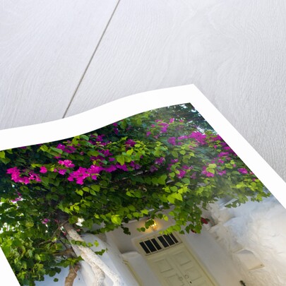 Storefront with Colorful Bougainvillea by Anonymous