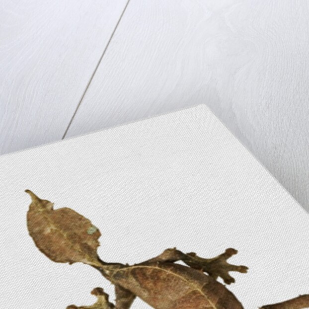 Leaf-tailed Gecko by Anonymous