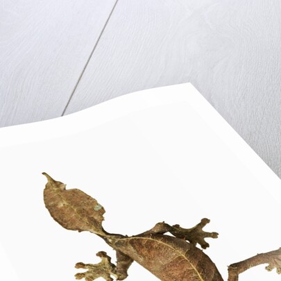 Leaf-tailed Gecko by Anonymous