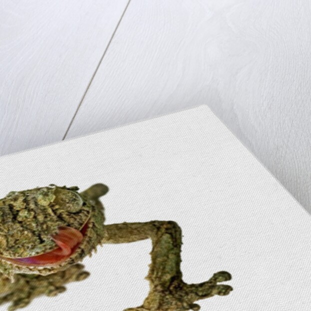 Fringed Gecko by Anonymous