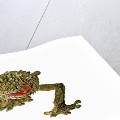 Fringed Gecko by Anonymous