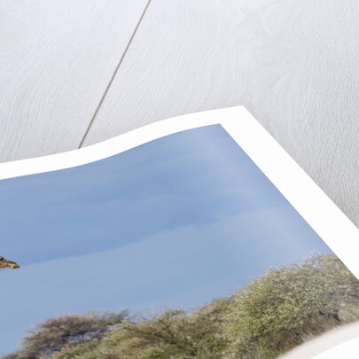 Giraffe in Etosha National Park by Anonymous