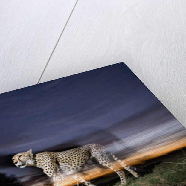 Cheetah at Dusk by Anonymous