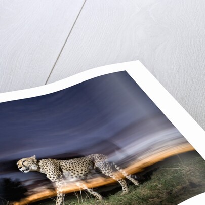 Cheetah at Dusk by Anonymous