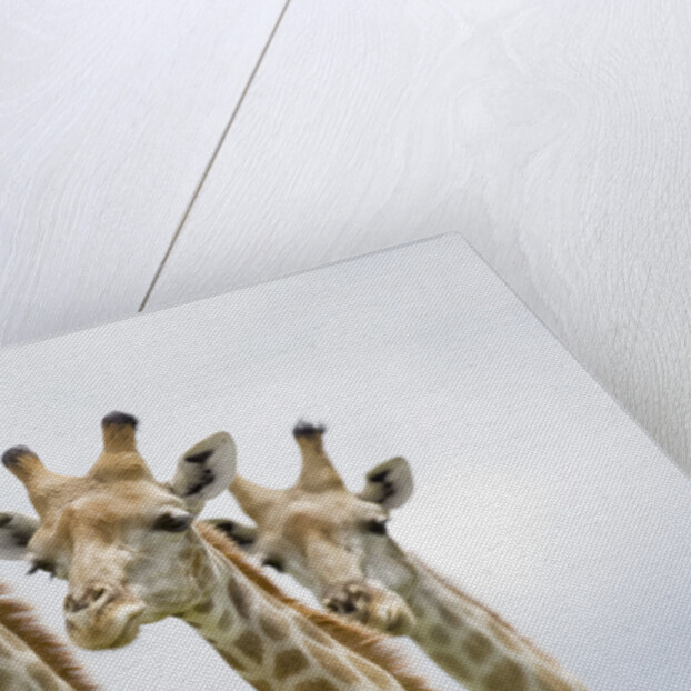 Giraffe in Savuti Marsh by Anonymous