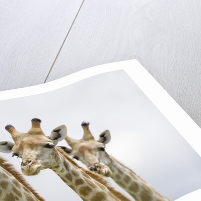 Giraffe in Savuti Marsh by Anonymous