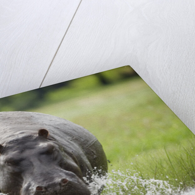 Hippopotamus in Chobe National Park by Anonymous