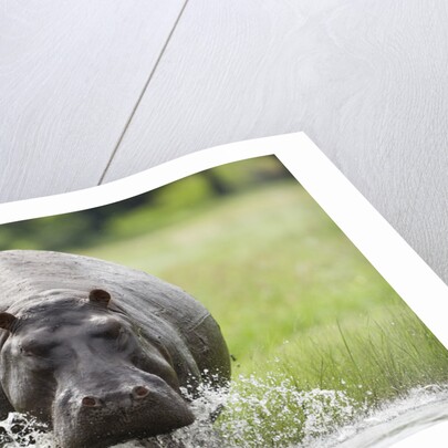 Hippopotamus in Chobe National Park by Anonymous