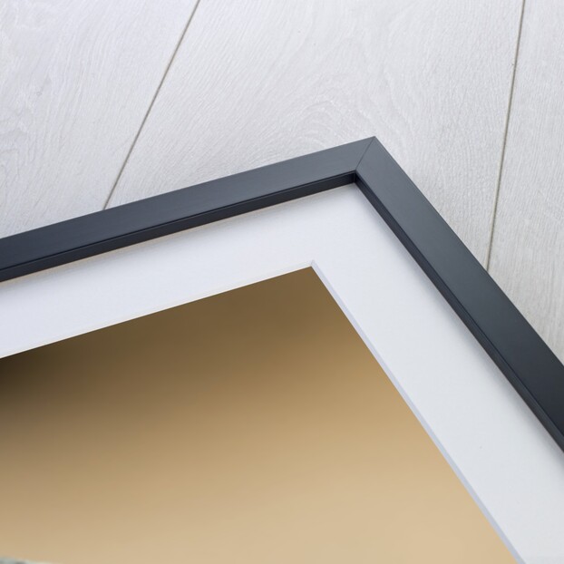 Augrabies Flat Lizard by Anonymous