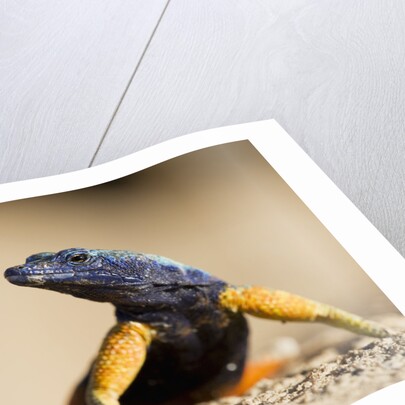 Augrabies Flat Lizard by Anonymous