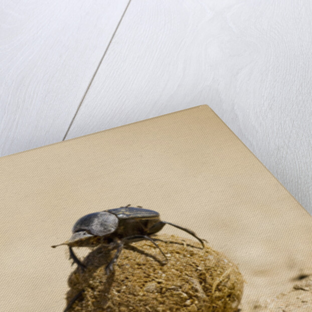 Dung Beetles in Kgalagadi Transfrontier Park by Anonymous
