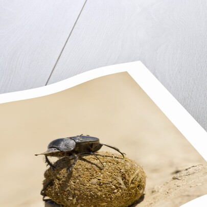 Dung Beetles in Kgalagadi Transfrontier Park by Anonymous