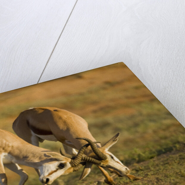Springbok Fighting in Kgalagadi Transfrontier Park by Anonymous