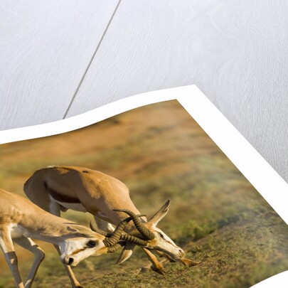 Springbok Fighting in Kgalagadi Transfrontier Park by Anonymous