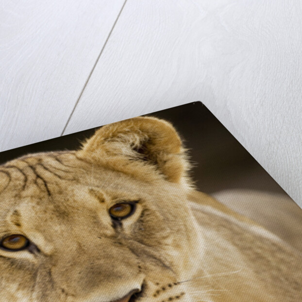 Lion in Kgalagadi Transfrontier Park by Anonymous