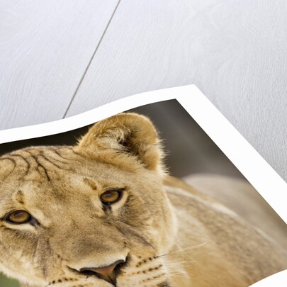 Lion in Kgalagadi Transfrontier Park by Anonymous