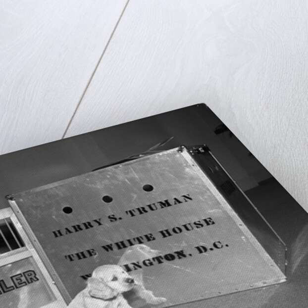 Truman's New Pup "Feller" Poses at White House by Anonymous