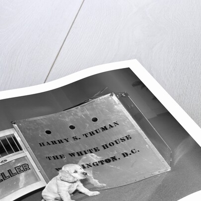 Truman's New Pup "Feller" Poses at White House by Anonymous