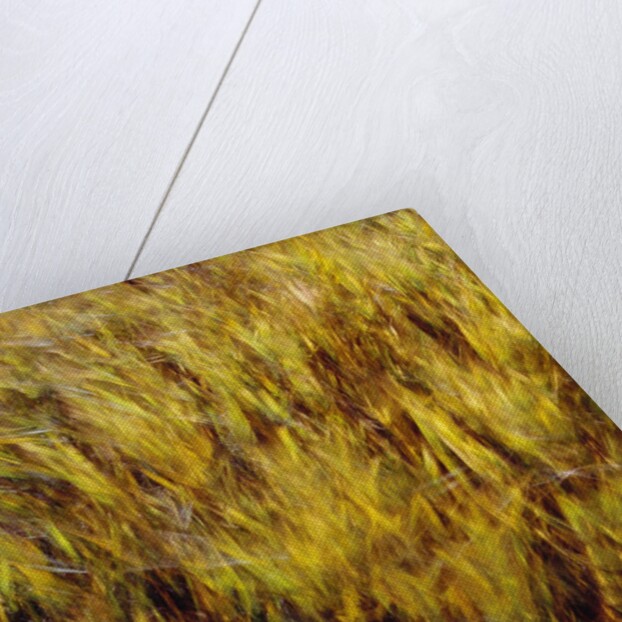 Abstract dry crops by Anonymous